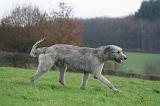 IRISH WOLFHOUND 316